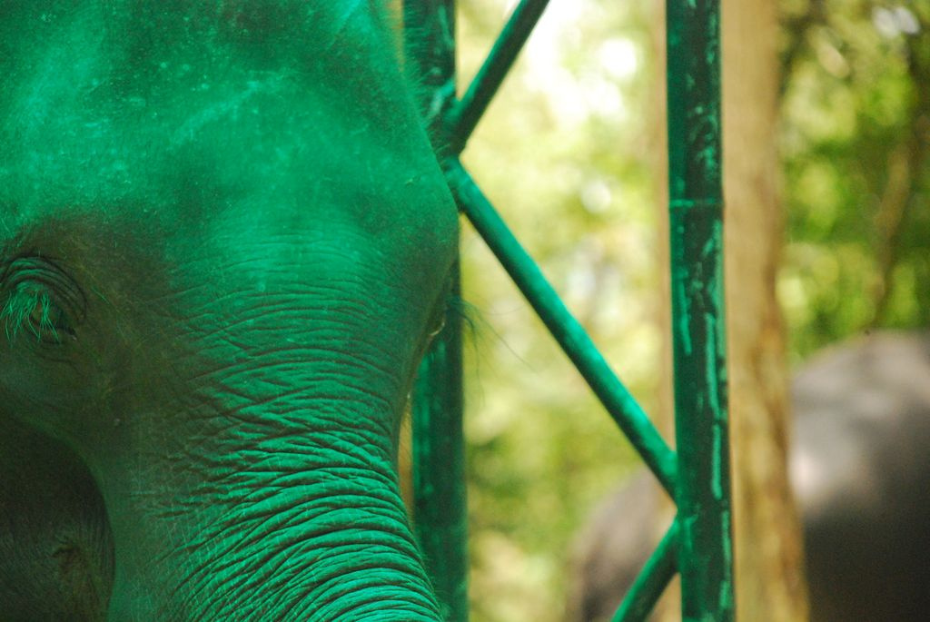Indiai elefánt - 104