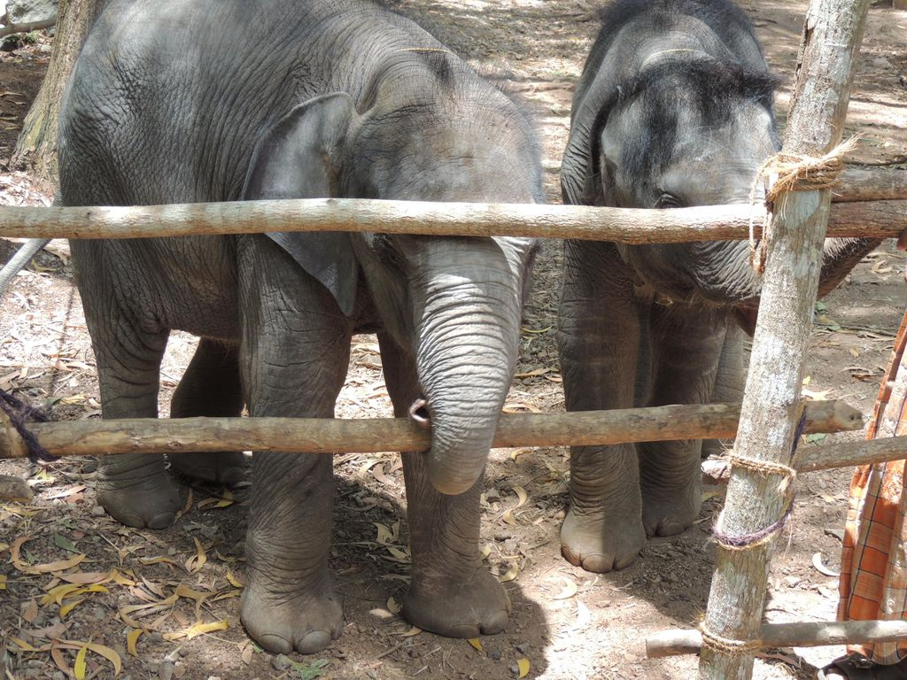 Indiai elefánt - 131
