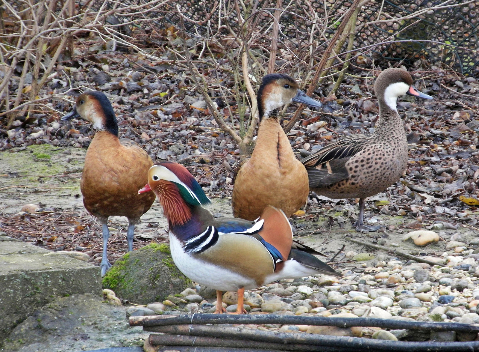 Mandarin réce