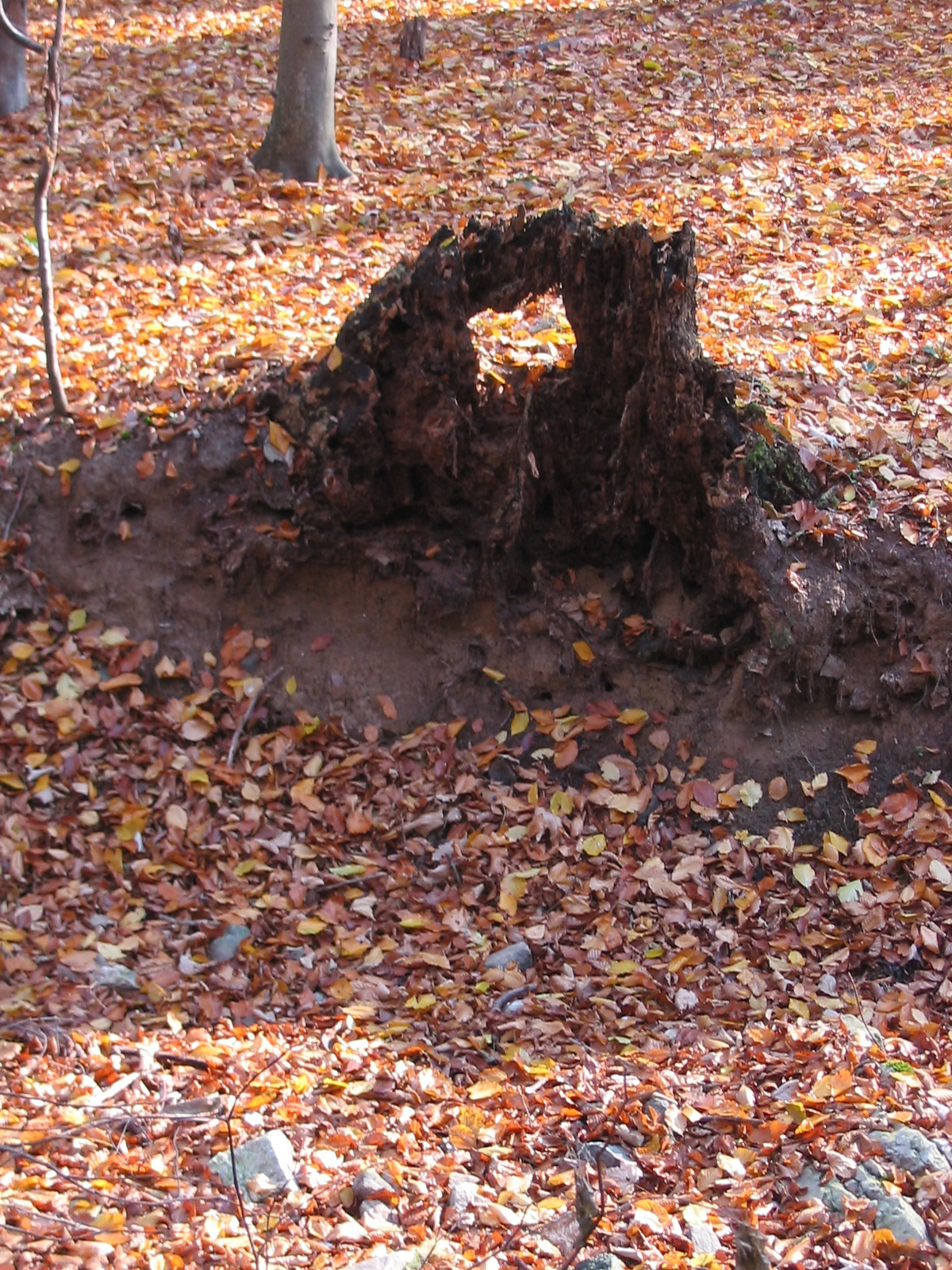 2011 11 15 Keleti mecsek 022