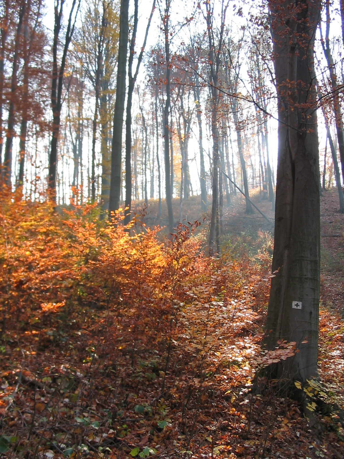 2011 11 15 Keleti mecsek 046