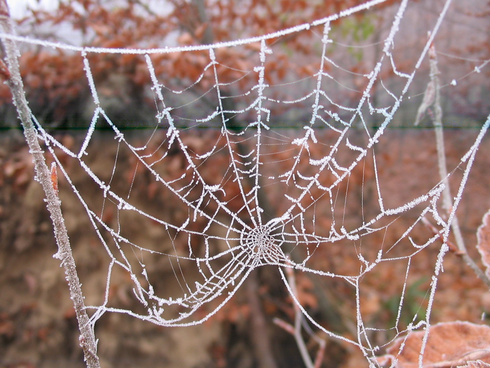 2011 11 30 Keleti Mecsek 009