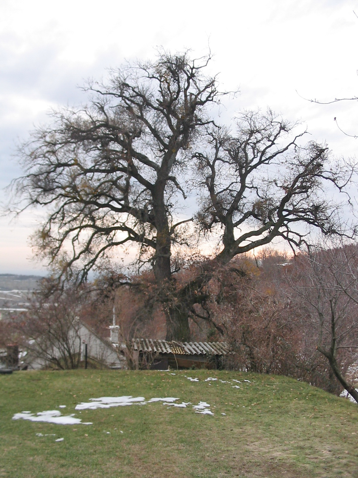 2011 12 30 Zengő túra 039