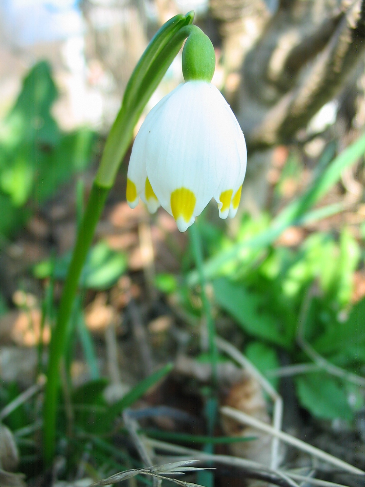 2012 03 21 szőlő 001