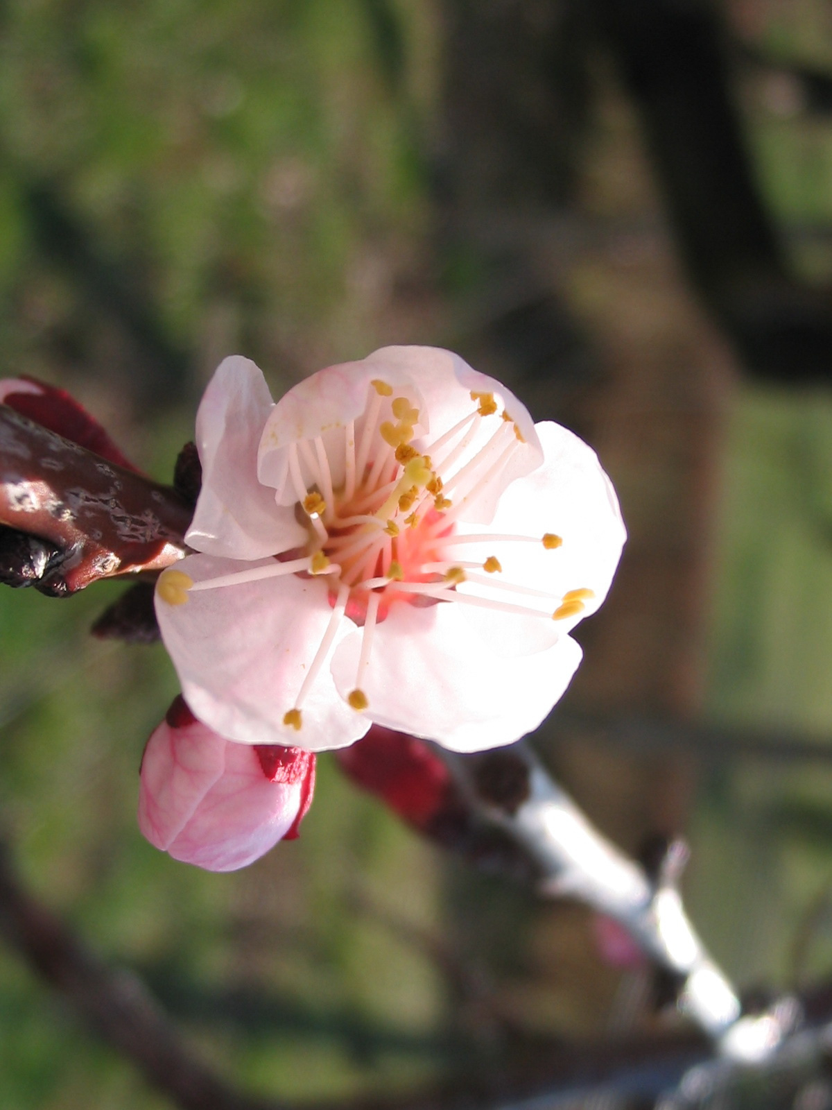 2012 03 21 szőlő 032