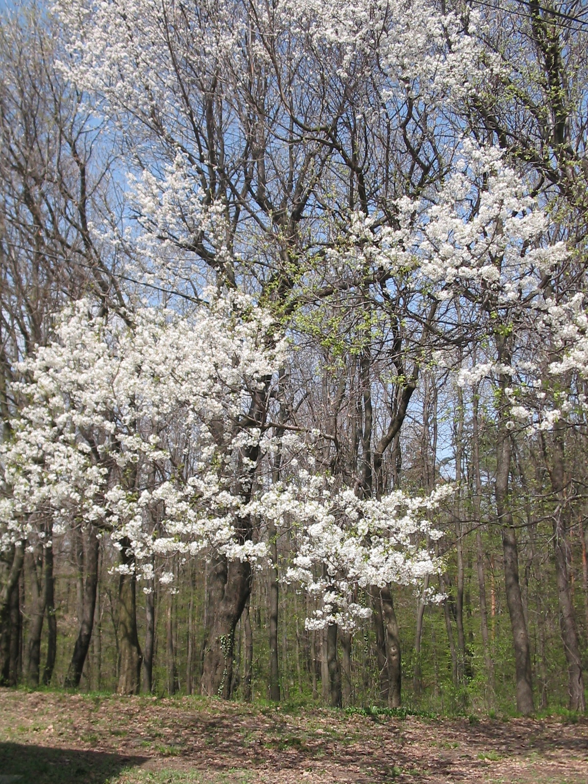 2012 04 05 Árpádtető-Tettye 016