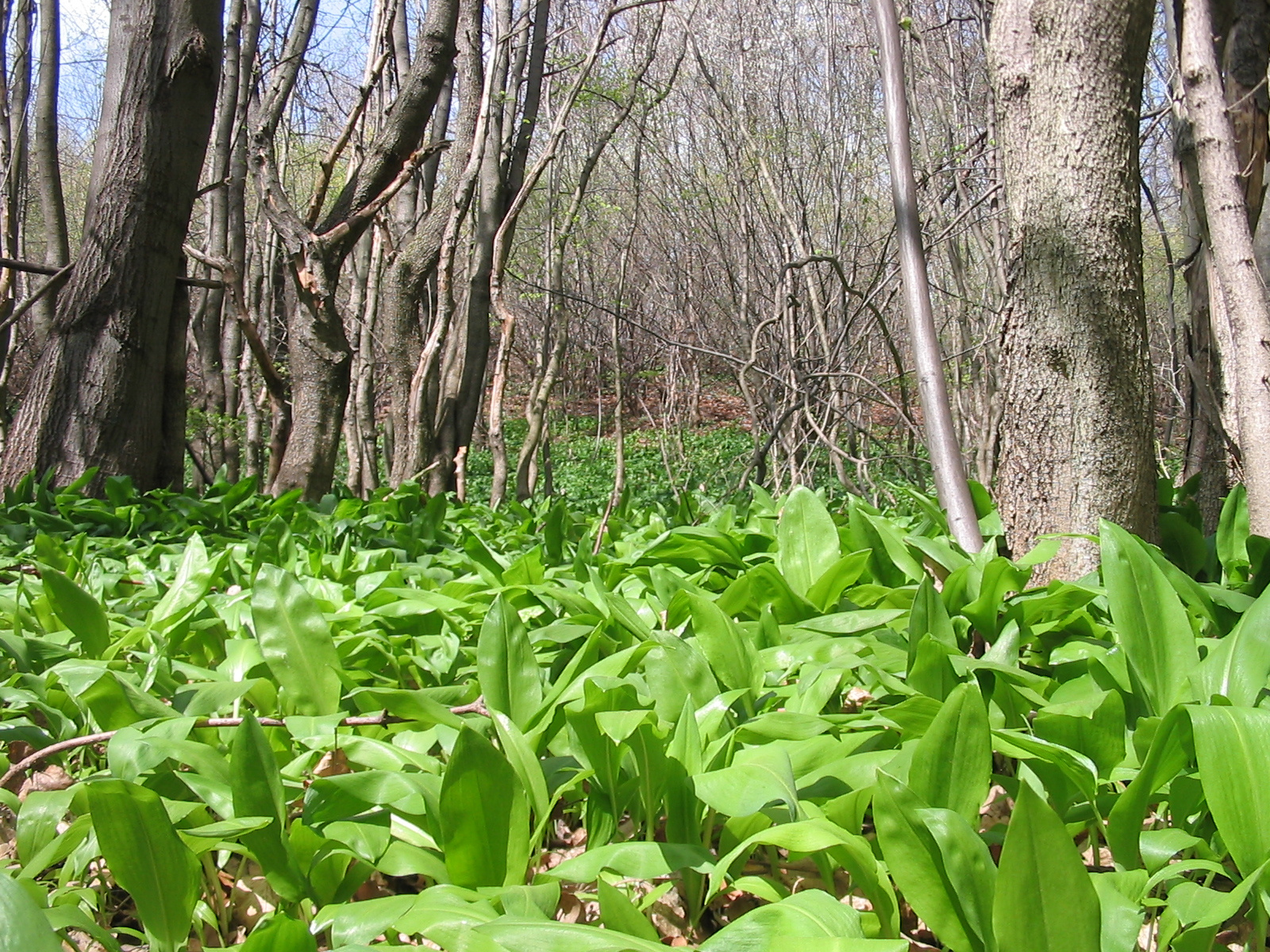 2012 04 05 Árpádtető-Tettye 022