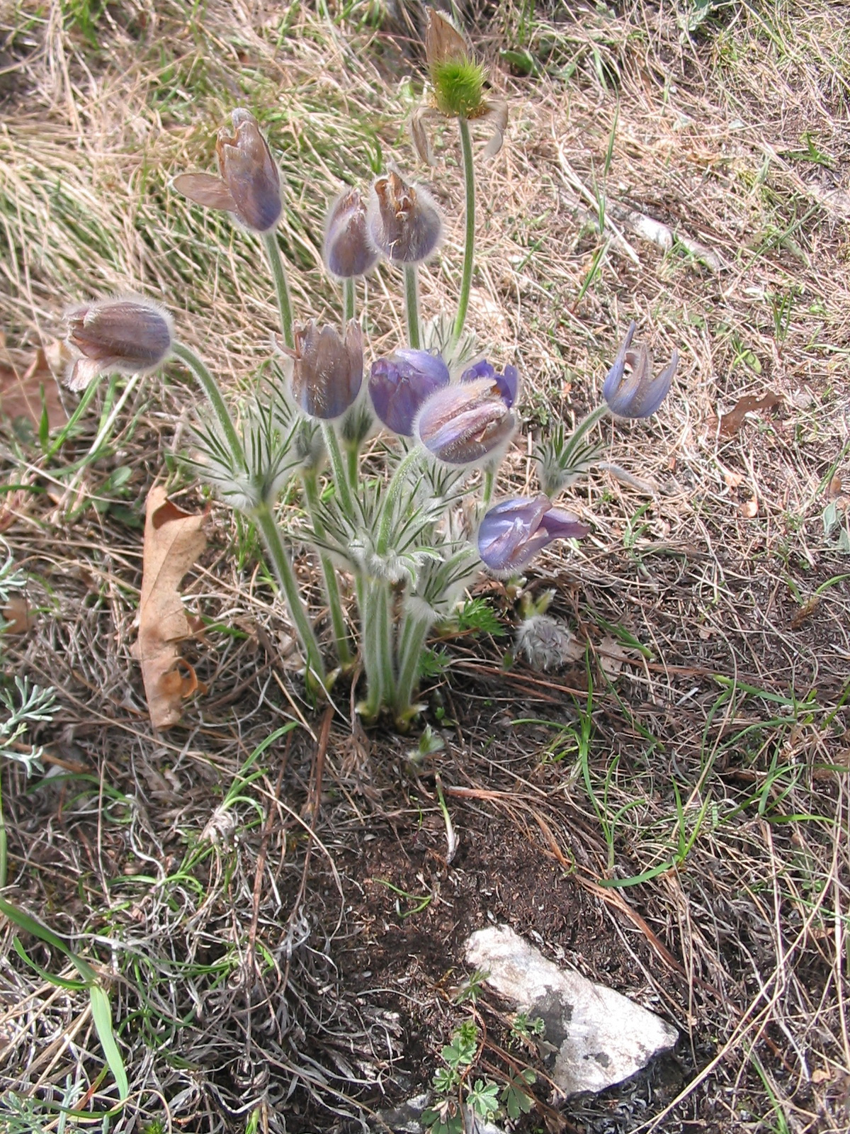 2012 04 05 Árpádtető-Tettye 027