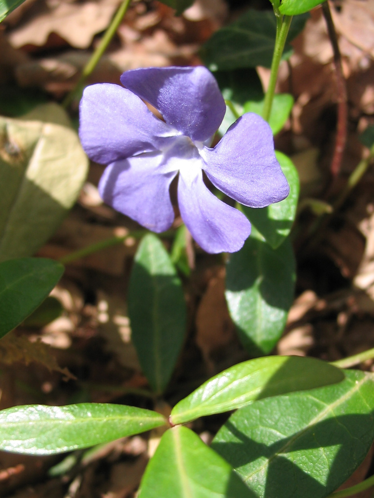 2012 04 05 Árpádtető-Tettye 044