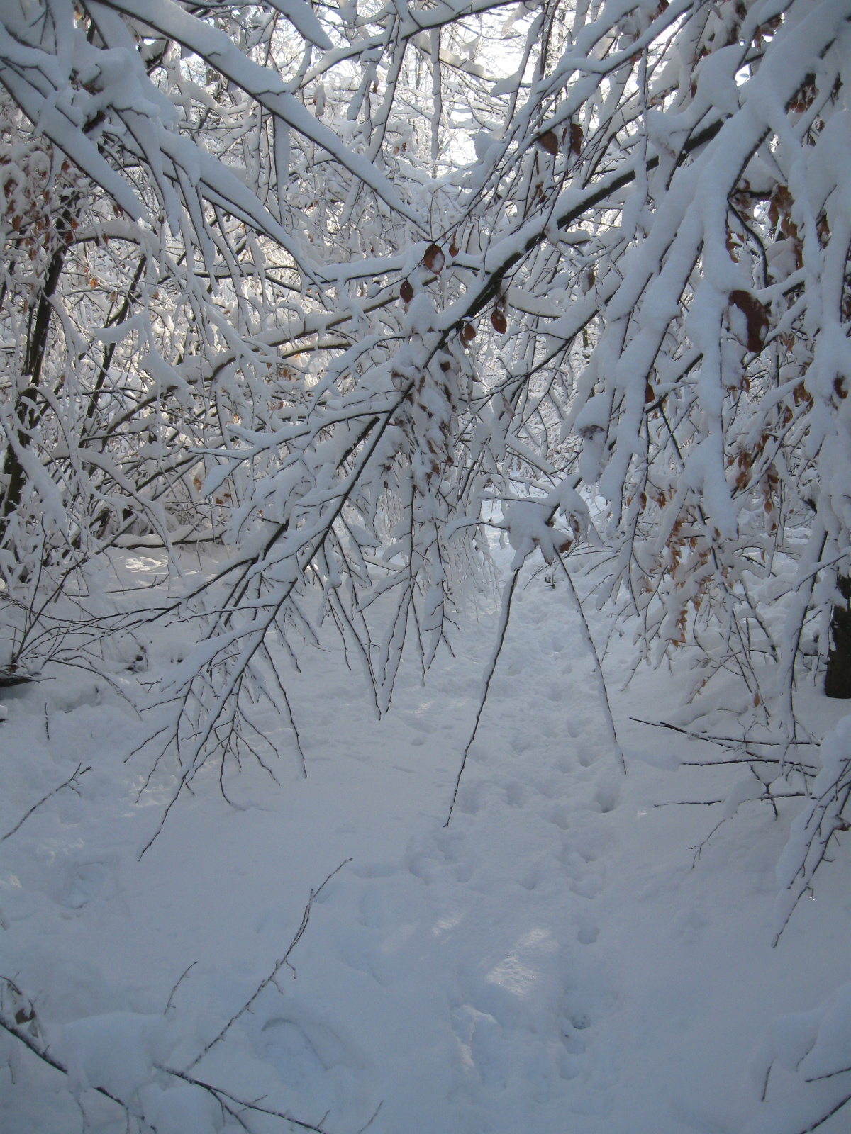 2013 01 19 árpádtető-állatkert 052