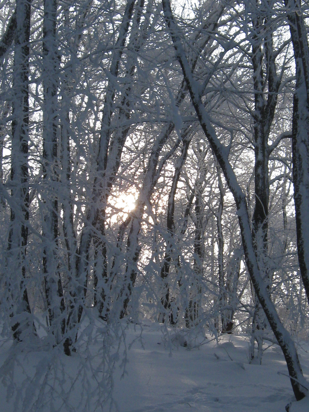 2013 01 19 árpádtető-állatkert 063