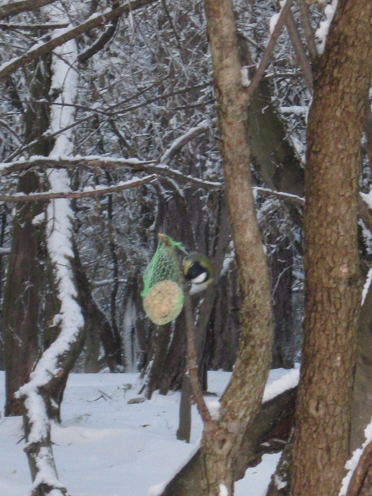 2013 01 19 árpádtető-állatkert 074