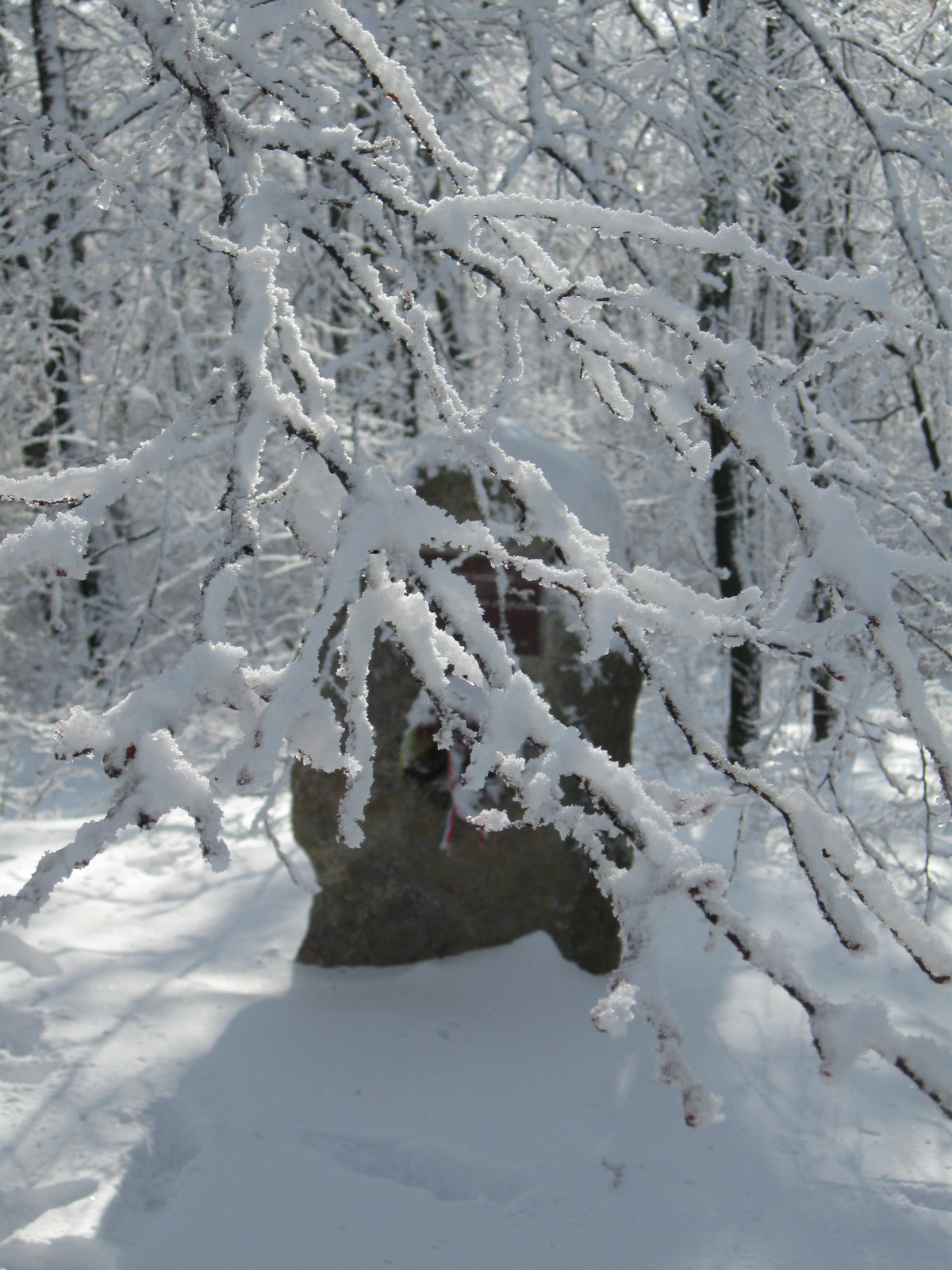 2013 01 19 árpádtető-állatkert 018