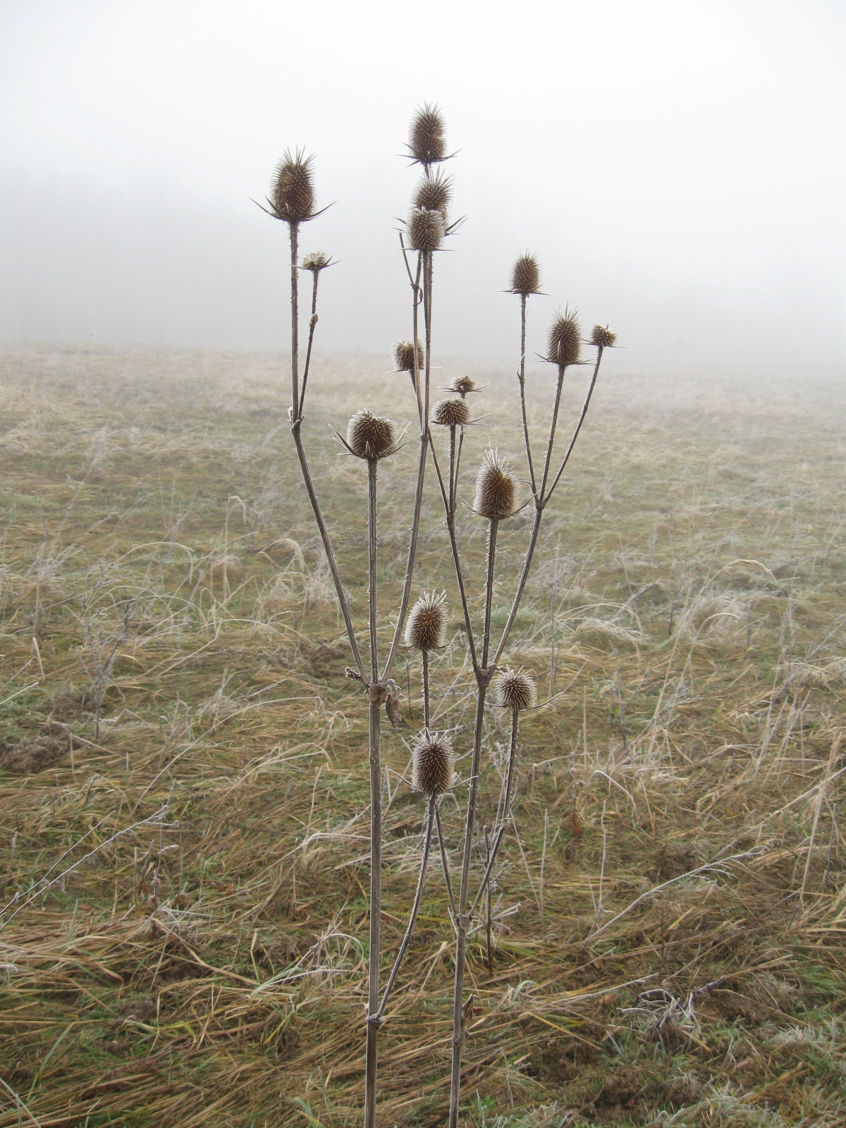 2013 01 24 Hetvehely-Kishajmás 062