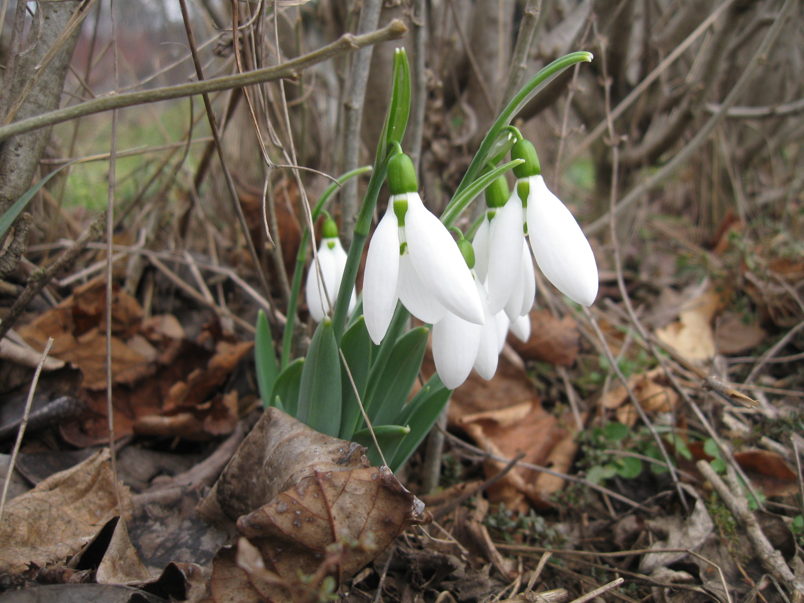 2013 02 02 Árpádtető-Somogy 023