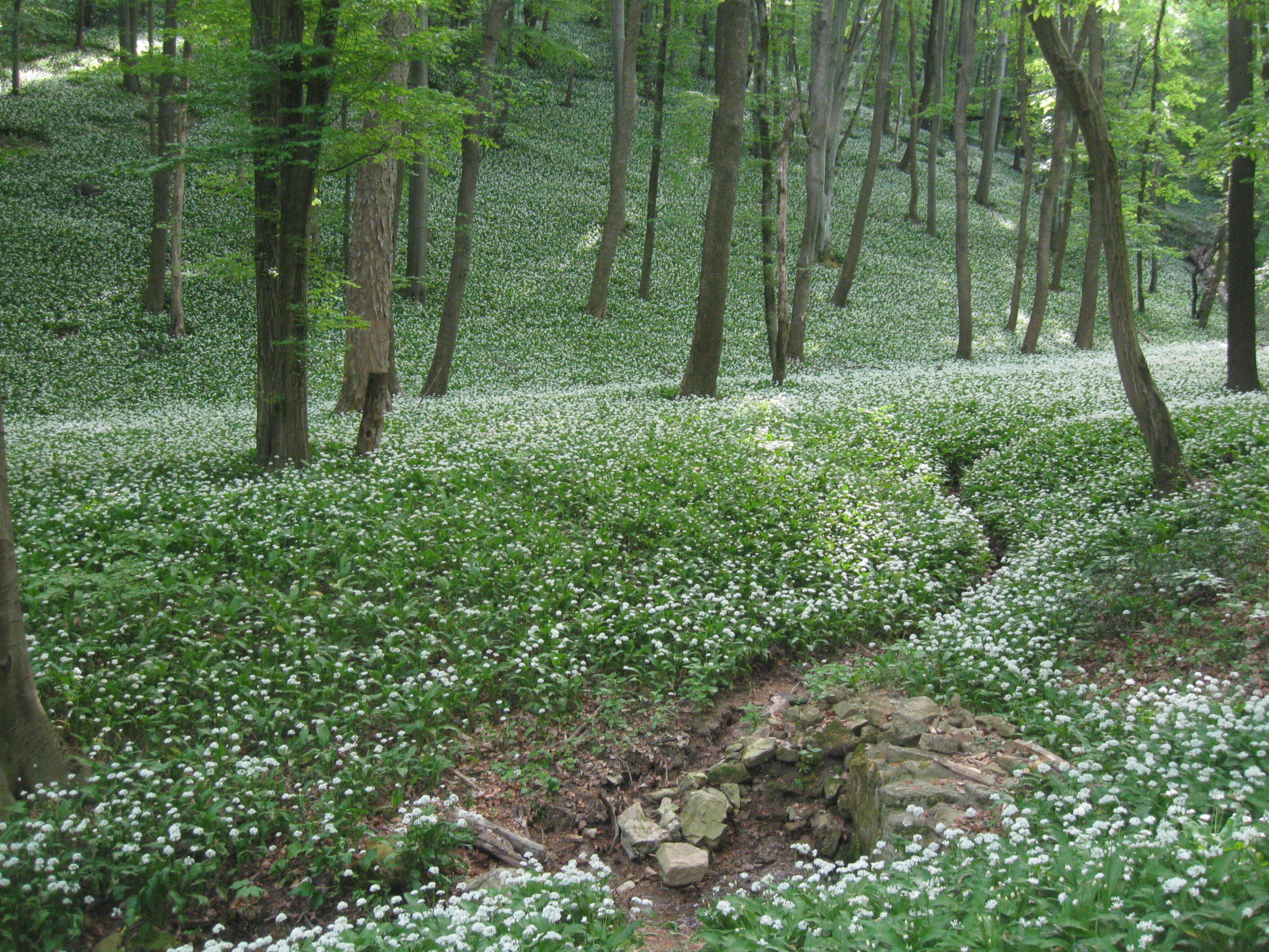 2013 05 01 fehérkút majális 048