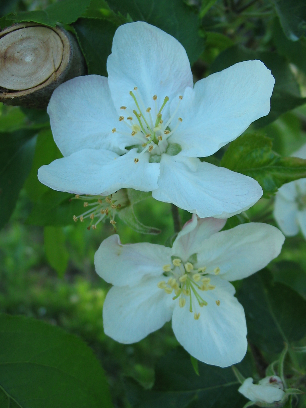 2010 04 29 szőlő 013