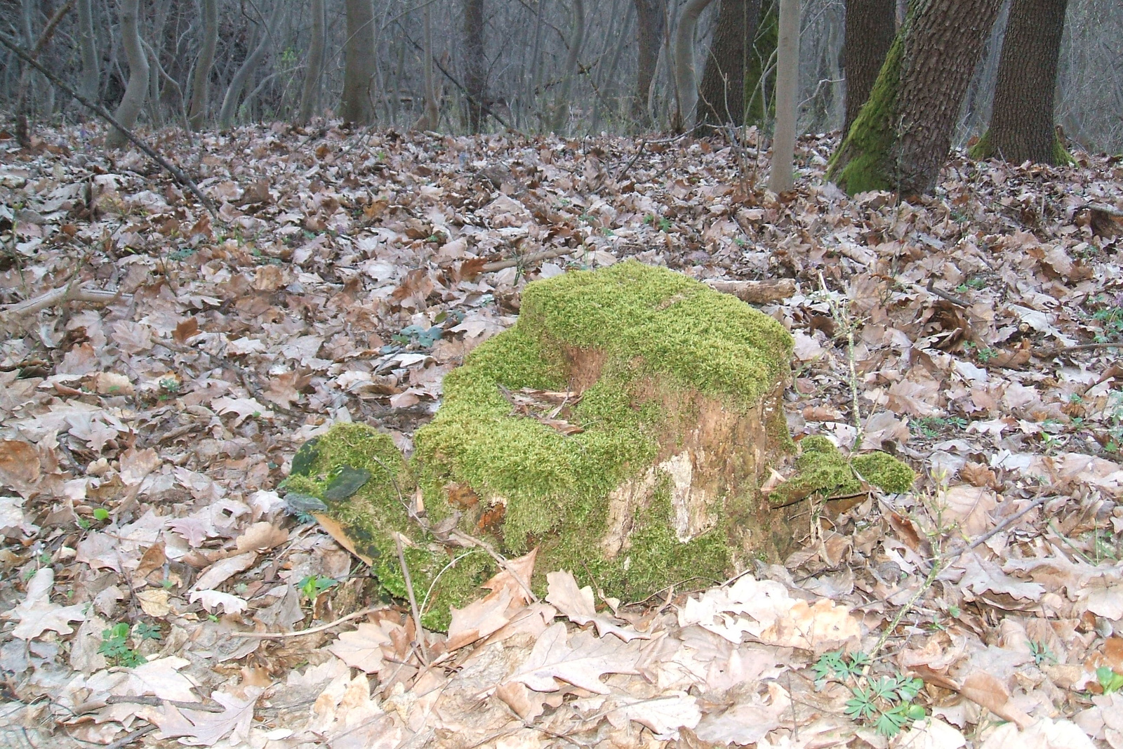 a Somlyó - csiga vagy teknős