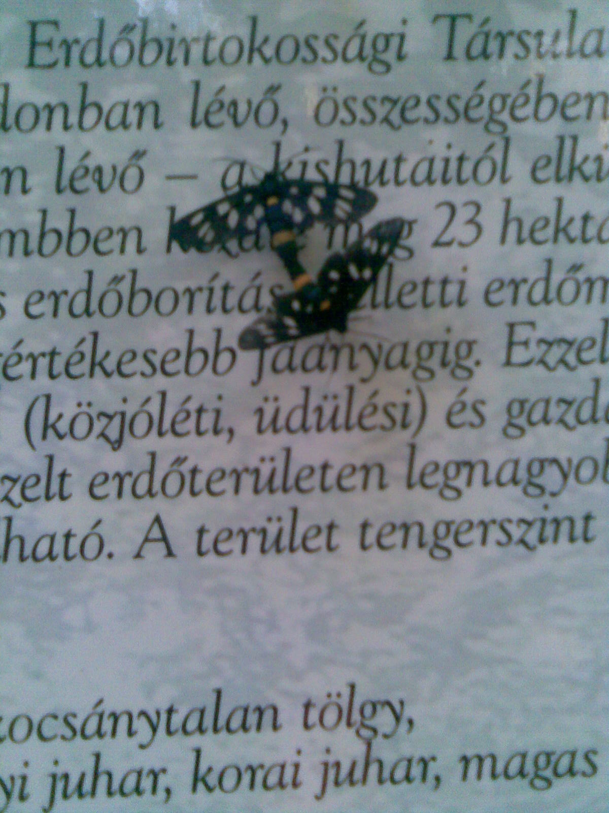 Pillangók a táblán