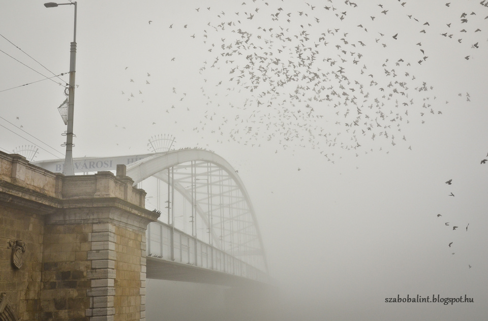 Egy ködös reggel Szegeden.