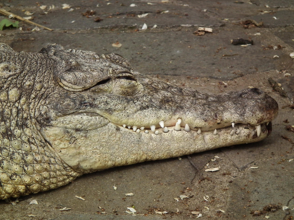 Krokodilportré