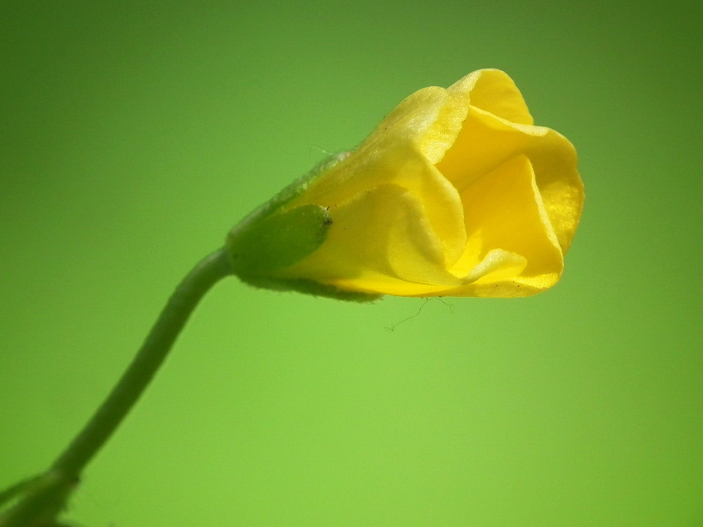 Sárga virágocska