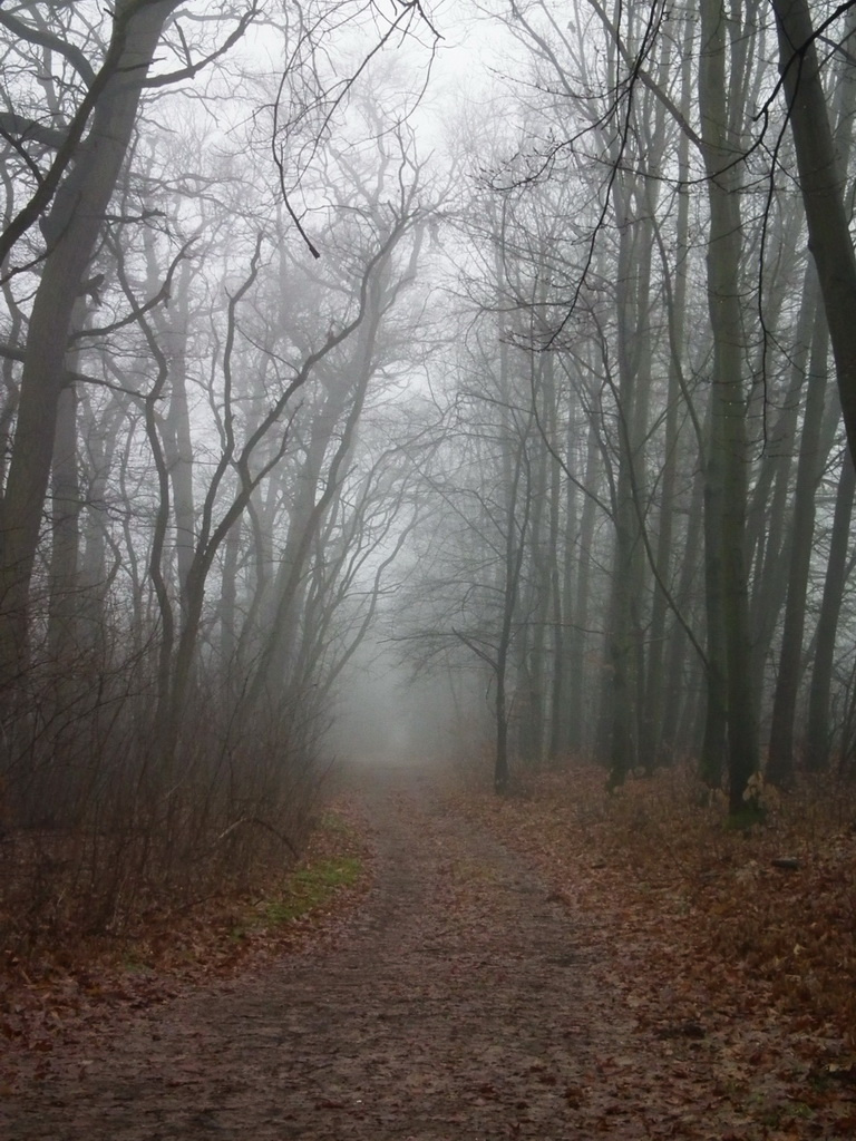 Ködös erdő 2