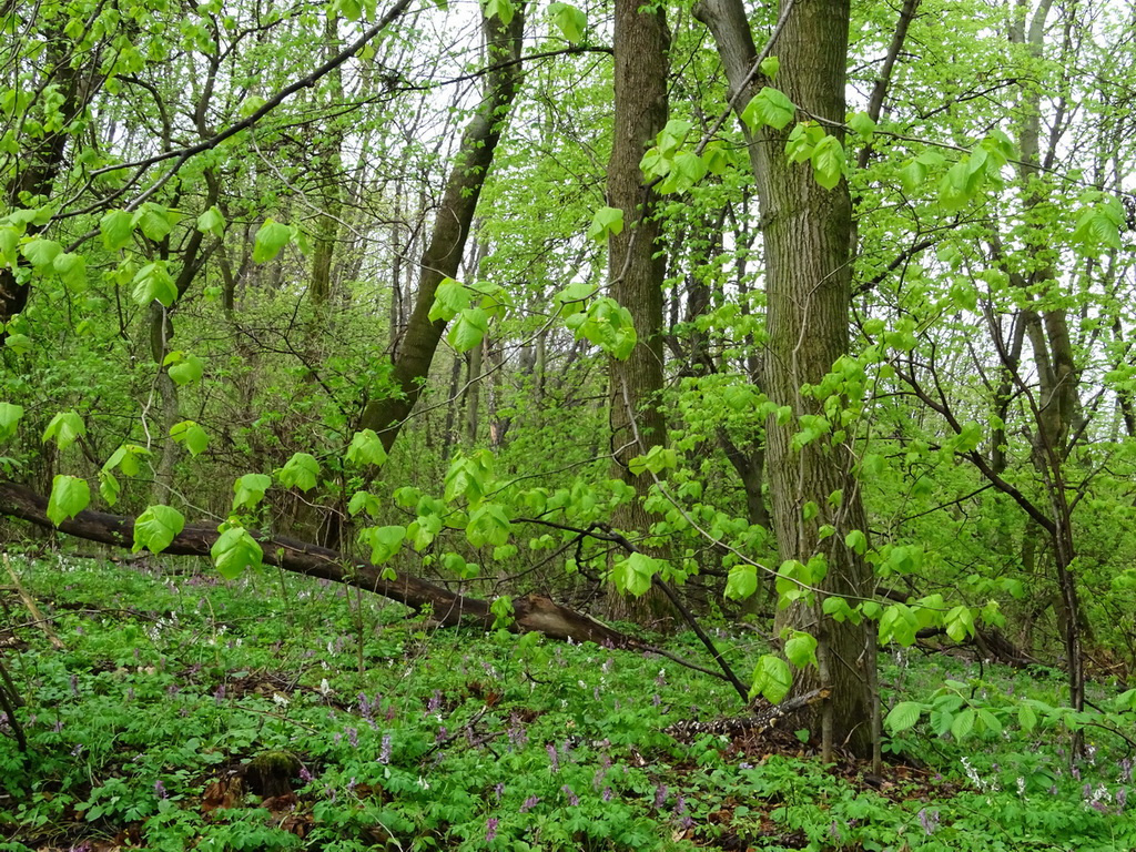 Tavaszi erdő 4