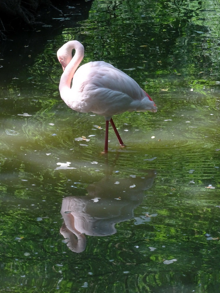 Dupla flamingó