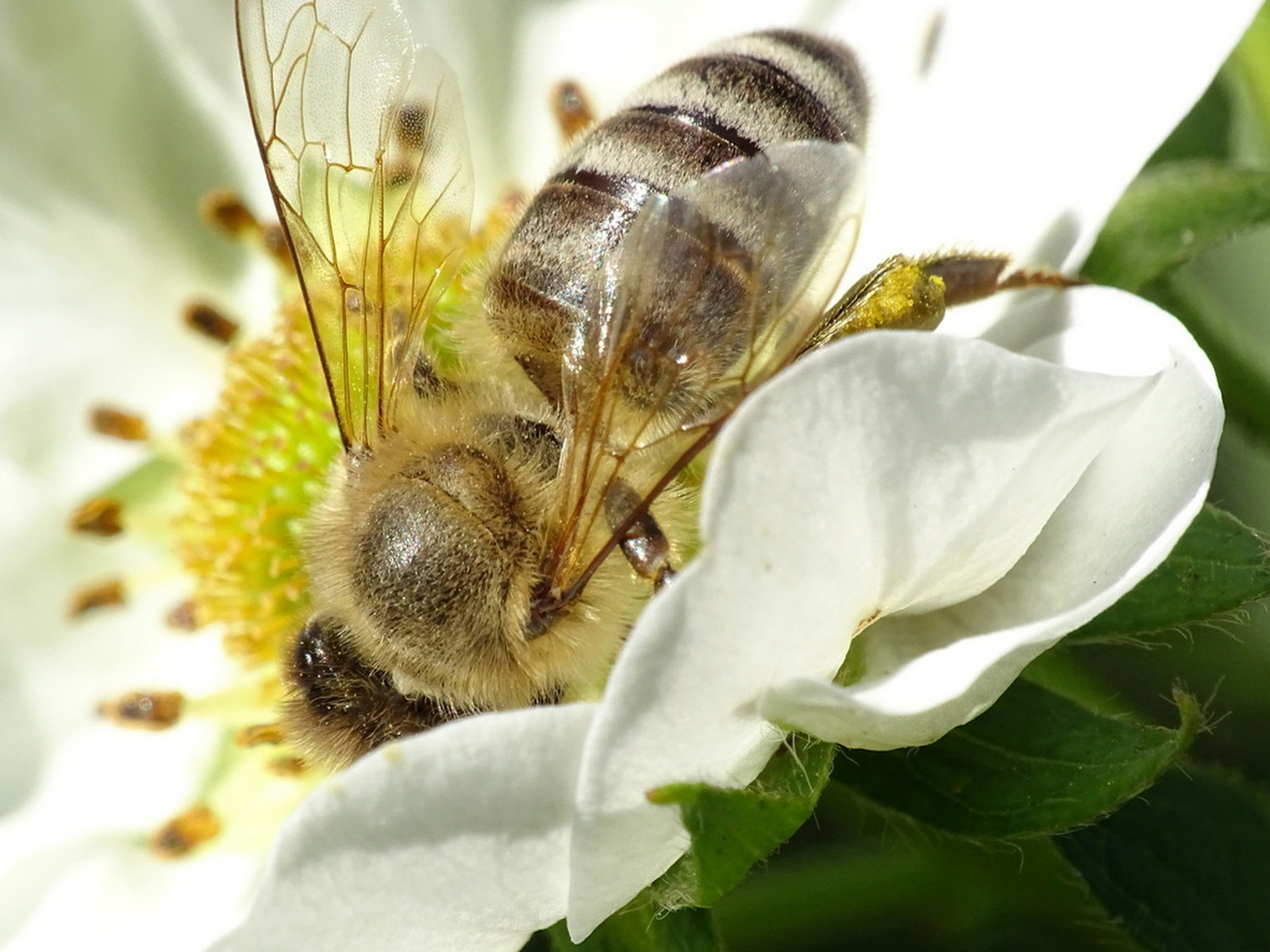 Méhek világnapja