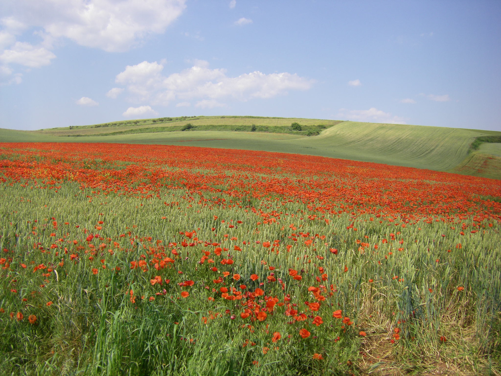 Monet után szabadon...