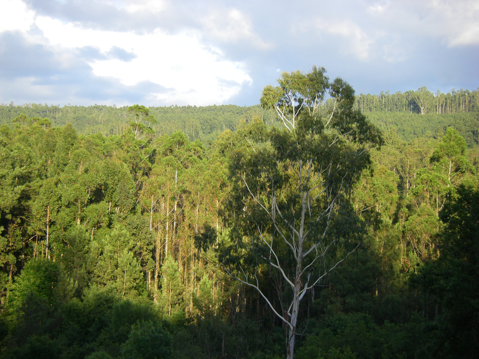 eukaliptusz felülről