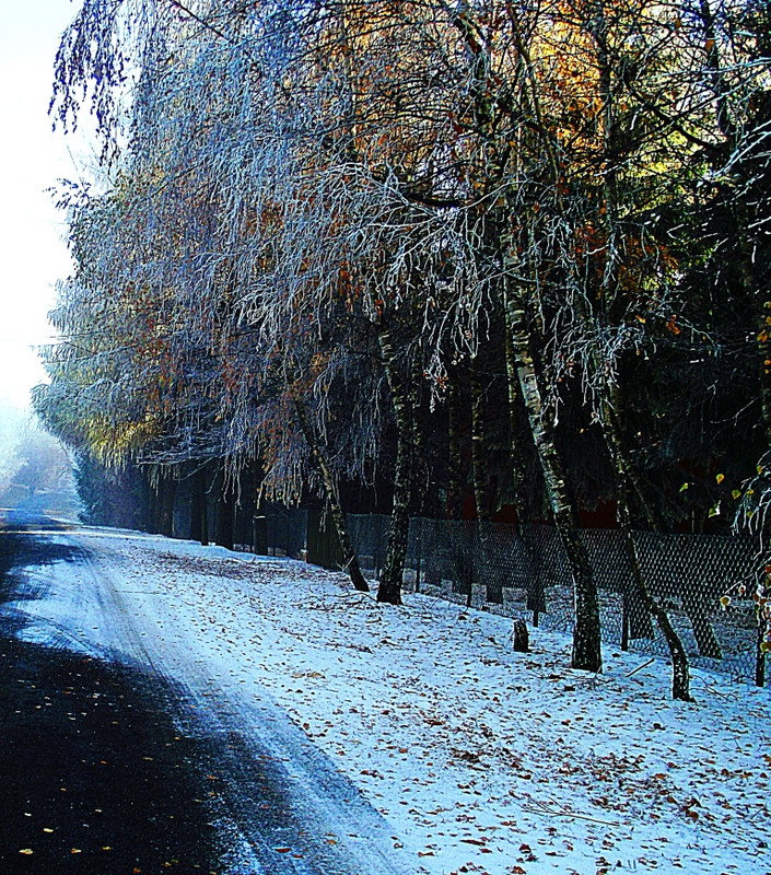 Fák,beszűrődő napfény