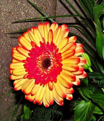 Gerbera