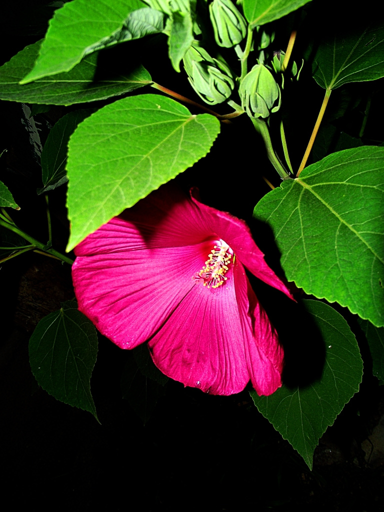 Mocsári hibiszkusz