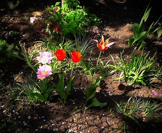 Tavasz a kertben