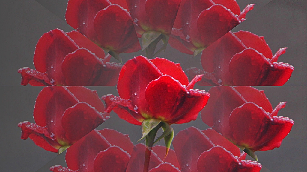 Egy rózsa közös többszöröse