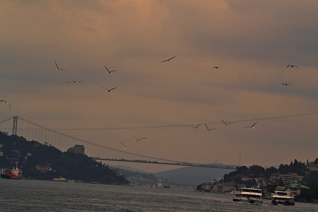 Boszporusz híd madarakkal