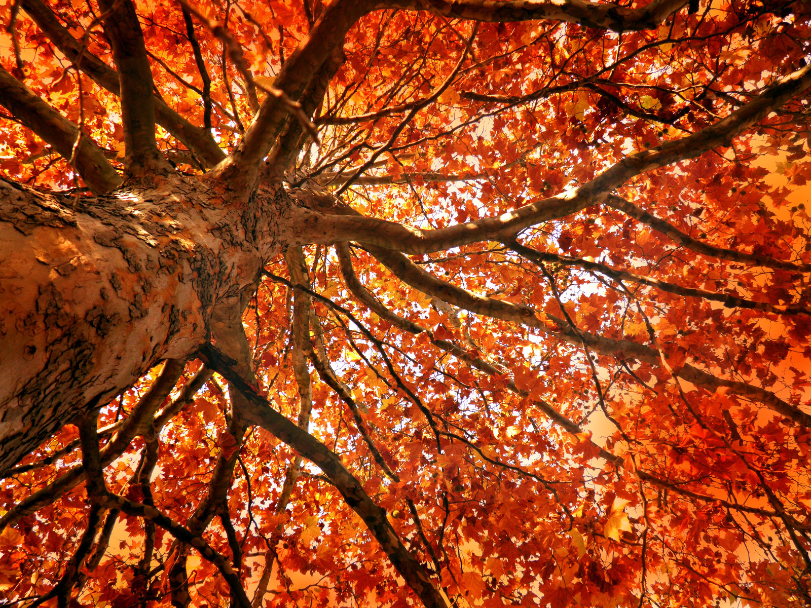 őszi fa