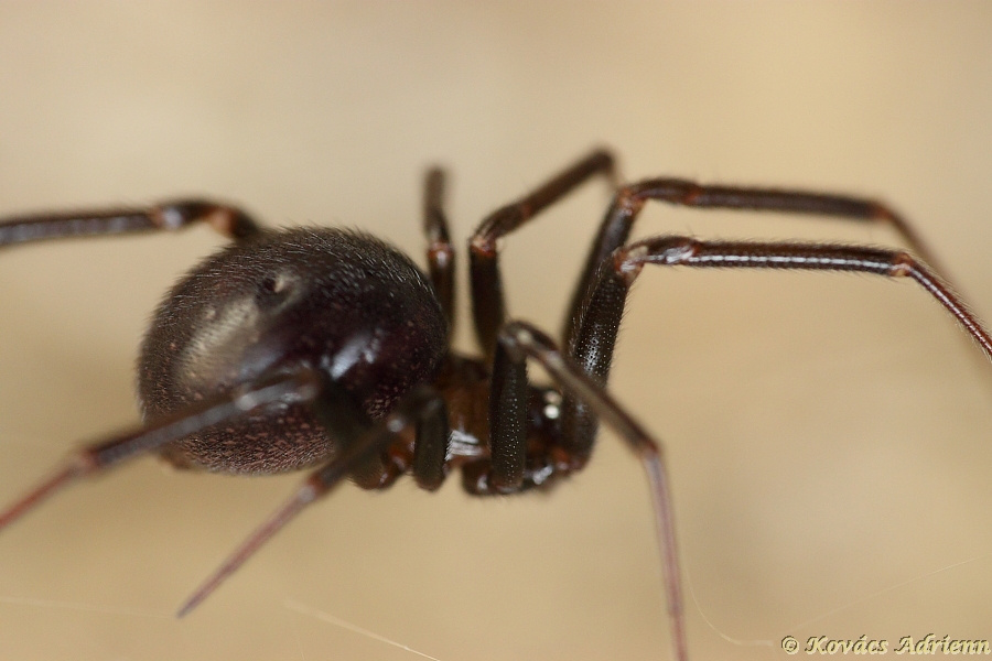 Kétpettyes faggyúpók 1-1 (Steatoda bipunctata)