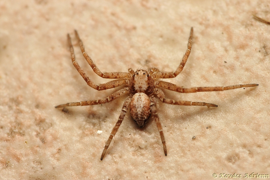 Aranyos fürge karolópók1 (Philodromus aureolus1-1