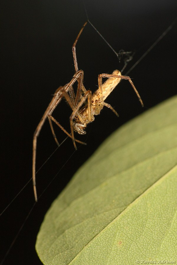 állaspók 1 (Tetragnatha sp.)