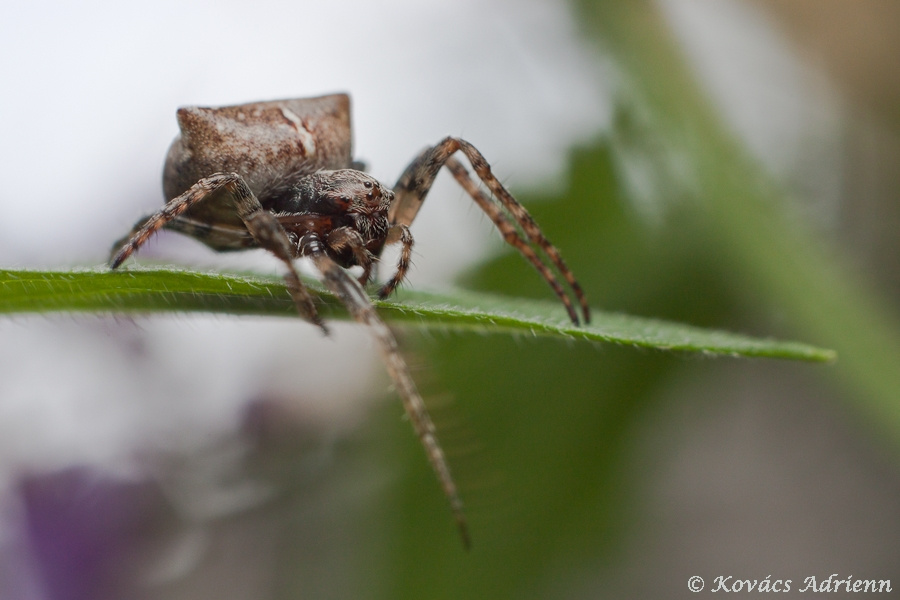 Gibbaranea bituberculata 1 ?