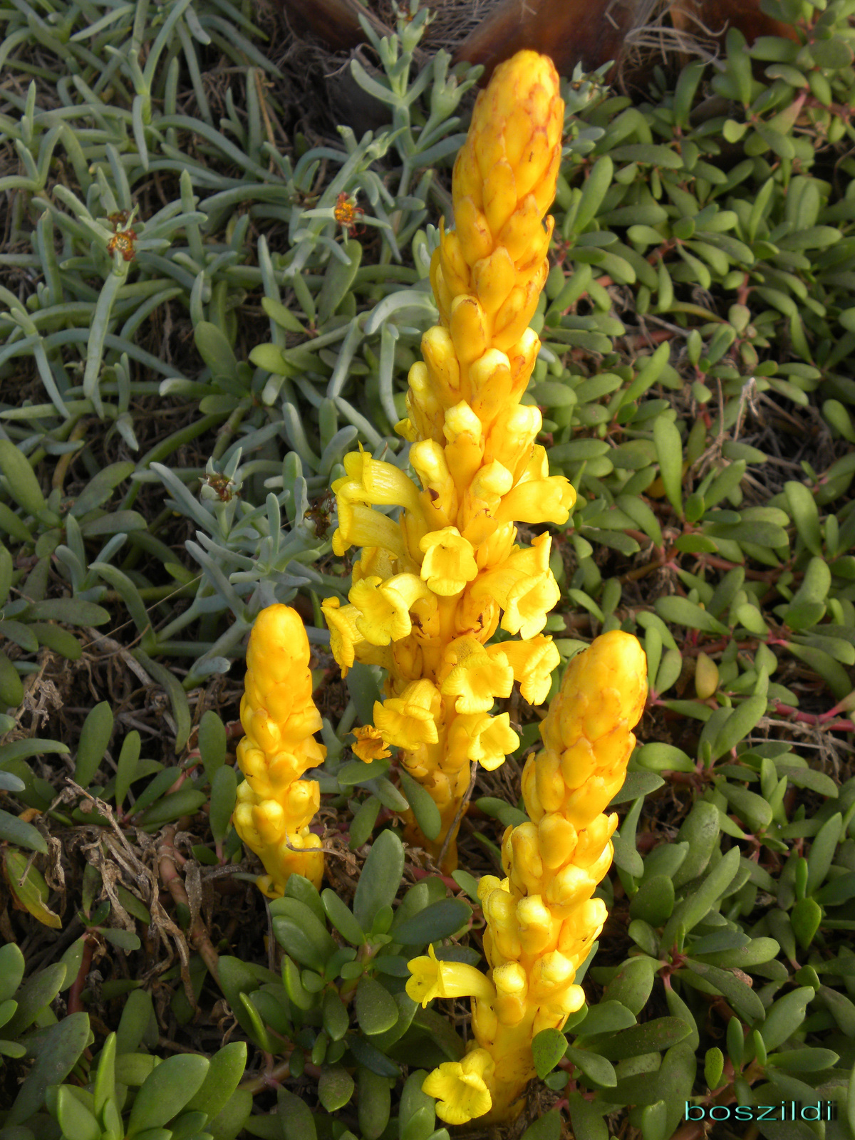 DSCN6628 sárga virág