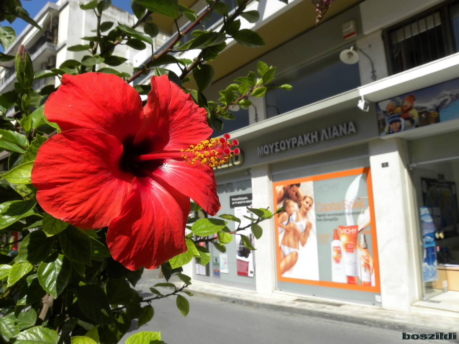 DSCN6473 hibiszkusz