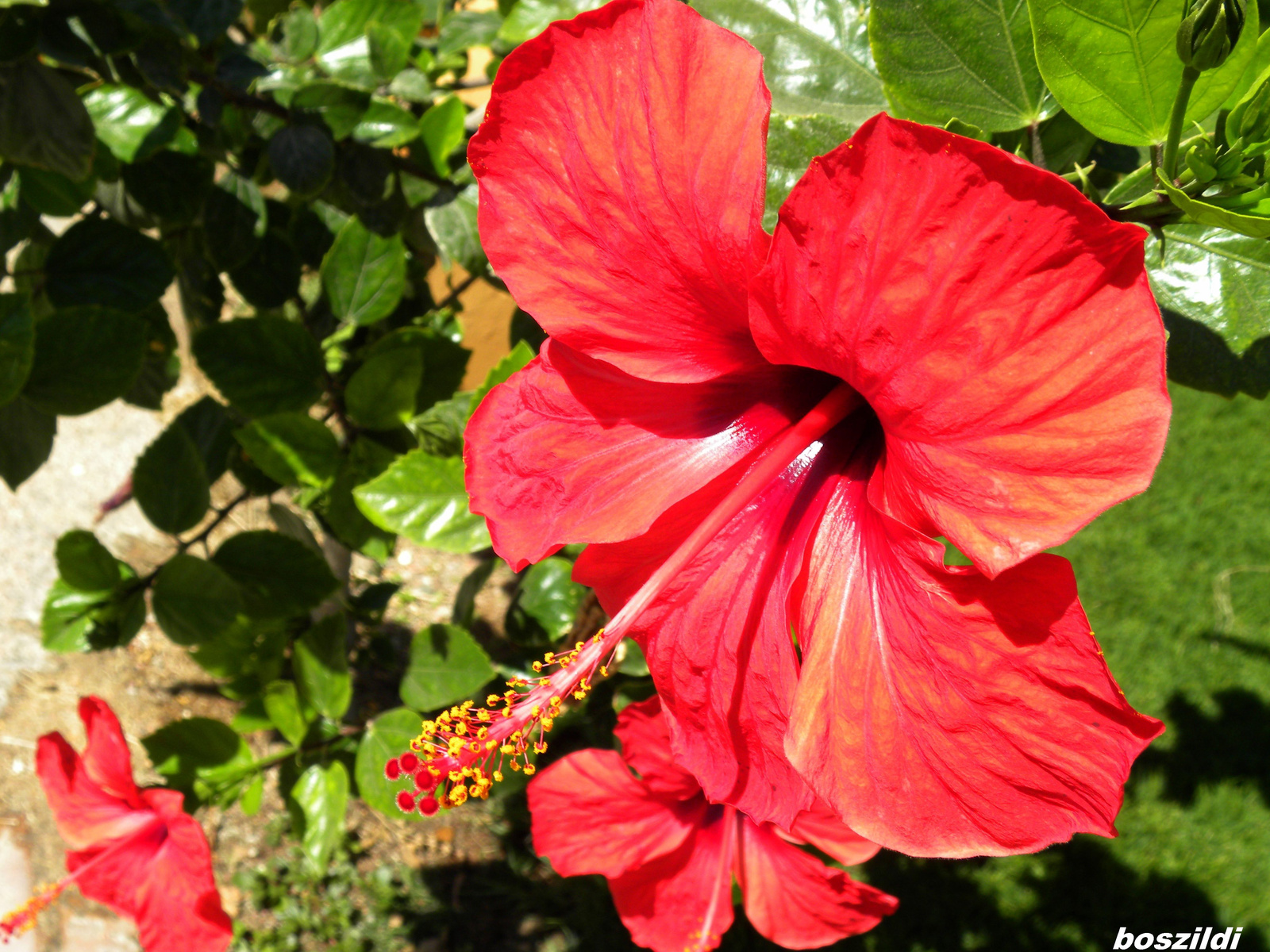 DSCN6801 hibiszkusz megint