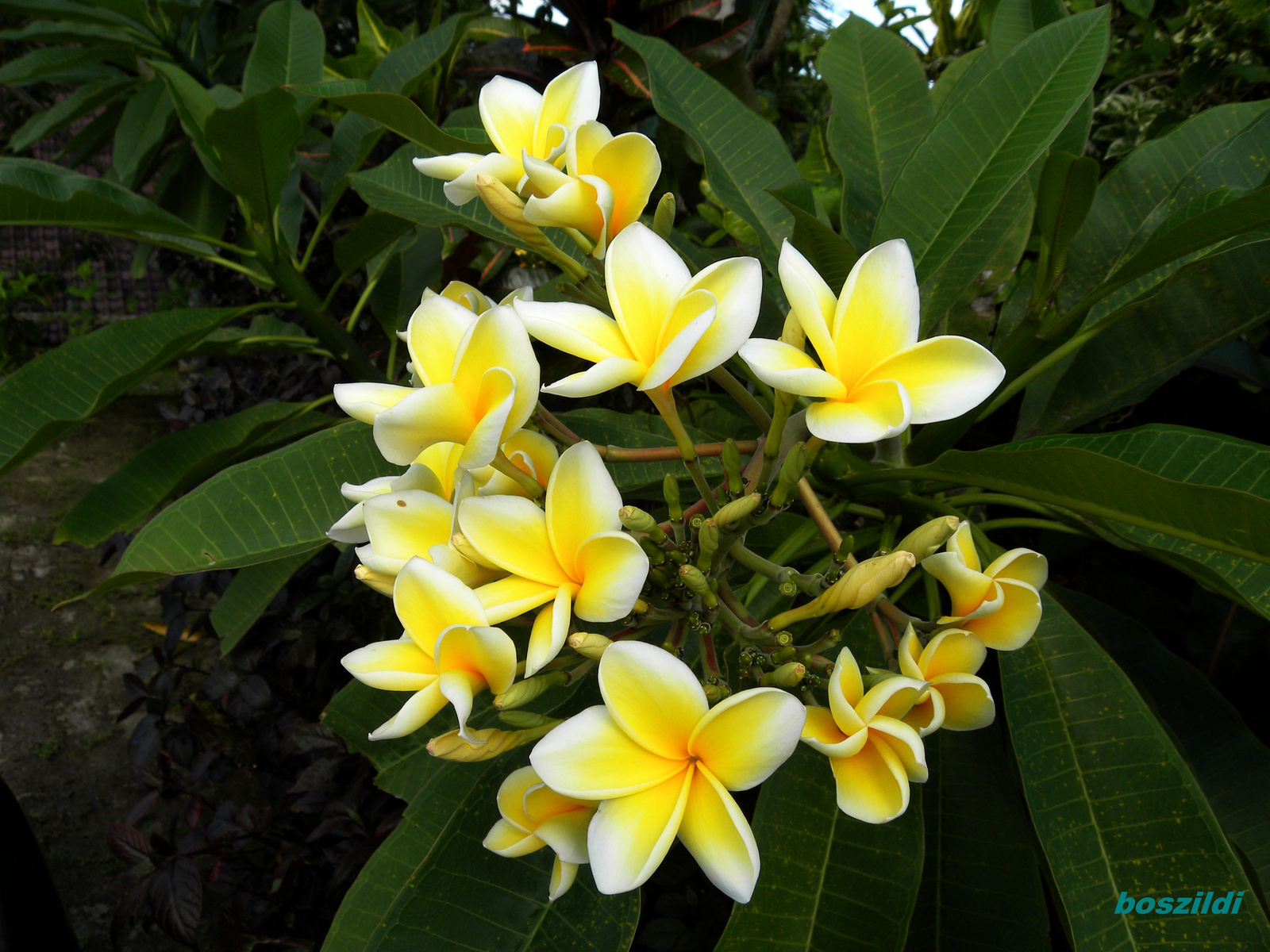 DSCN6521 frangipani