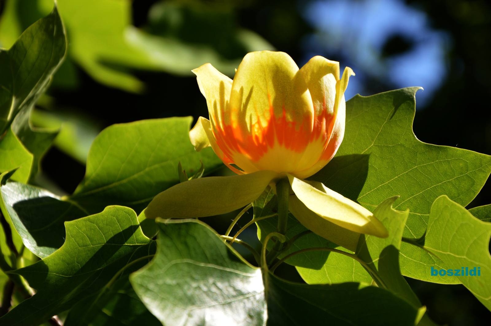 DSC 4417 amerikai tulipánfa