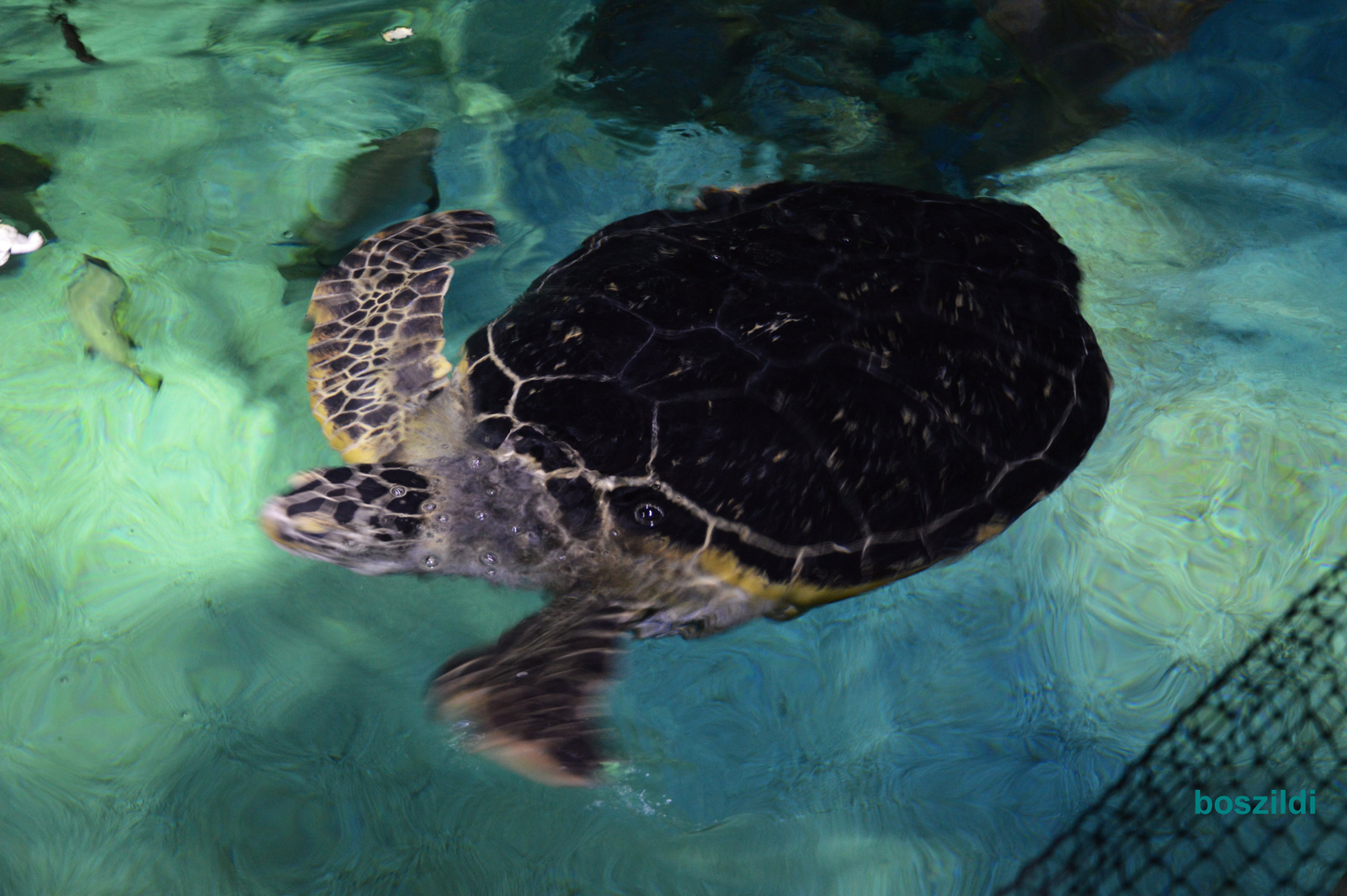 DSC 4921Brighton, Sea Life