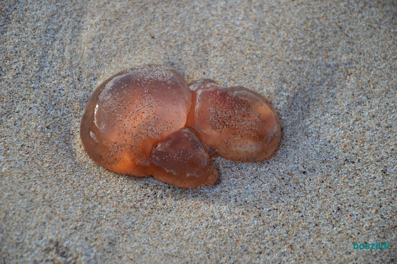 medúza-zselé